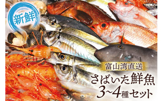 [№5313-0004]魚 富山湾直送 さばいた鮮魚セット 3～4種 旬 新鮮 鮮魚 刺身 詰め合わせ 産地直送 冷蔵/くろべ漁業協同組合 魚の駅「生地」/富山県 黒部市