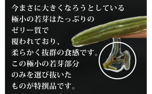 生じゅんさい食べ比べセット1kg タレ4個（生じゅんさい500g、特選生じゅんさい500g） 《冷蔵》（2025年5月上旬頃～7月下旬までに発送予定） 先行受付