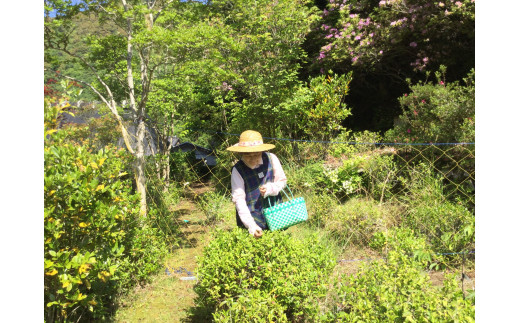 海部いはら番茶 リーフ 30g×3袋  海部いはら番茶 30g×3袋 リーフ 茶 番茶