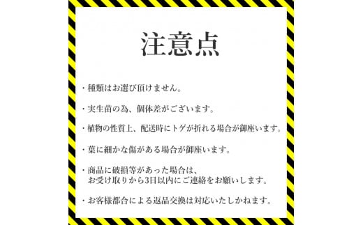 多肉植物 インテリア アガベ ユタエンシス＆ユタエンシス・カイバベンシス 3.5号黒鉢 四国ガーデン 各１ポット 人気 観葉植物 グリーン リラックス 初心者でも育てやすい｜D09