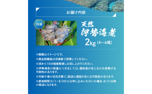 ■ エメラルドブルーの美しい海で獲れた天然伊勢海老2kg（4～6尾）　W057-003u