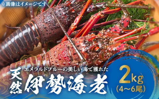 ■ エメラルドブルーの美しい海で獲れた天然伊勢海老2kg（4～6尾）　W057-003u