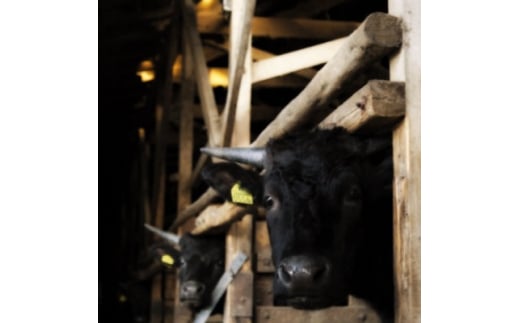 牛博士の牧場直営の焼肉店「焼肉飯村牛」お食事券[2-3名分]〈松〉 | 黒毛和牛 焼肉 お食事券 希少価値 ブランド牛 肉 にく ミート 霜降り グルメ チケット 牛 観光 旅行 ランチ 食事 ディナー ペア食事券 記念日 旅行 プレゼント 上カルビ 上ロース 上タン 茨城県 龍ケ崎市