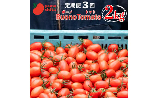 定期便 3回 先行予約 ミニトマト 2kg アイコ ボーノトマト 野菜 やさい トマト 完熟 高糖度 糖度 果物 スイーツ ジュース パスタ スパゲティー ソース サラダ ドレッシング 鍋 サンドイッチ ハンバーガー ピザ カレー ギフト 贈答 プレゼント お取り寄せ グルメ 送料無料 徳島県 阿波市 山下農園