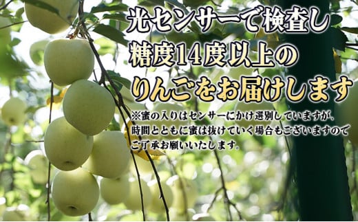 11～12月 贈答規格 蜜入り大玉ぐんま名月約5kg（12～16個）14度糖度保証【青森りんご・ゆうきアップル・11月・12月】