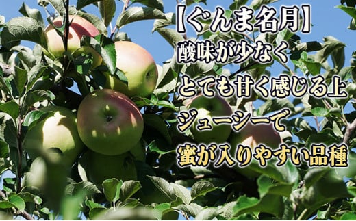 11～12月 贈答規格 蜜入り大玉ぐんま名月約5kg（12～16個）14度糖度保証【青森りんご・ゆうきアップル・11月・12月】