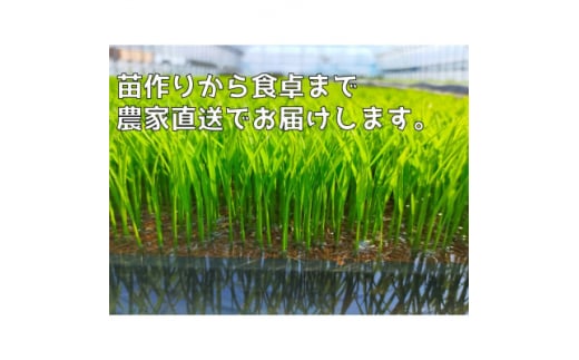 ぷちぷち食感がたまらない「発芽玄米餅」　4袋　新潟県弥彦村産「こがねもち」100%使用【1554473】