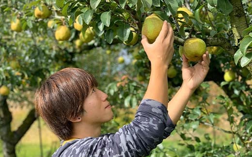 【先行予約（2025年度発送）】山形県産 ラ・フランス 5kg(12～20玉) 秀品 梨 洋梨 果物 フルーツ FSY-2167