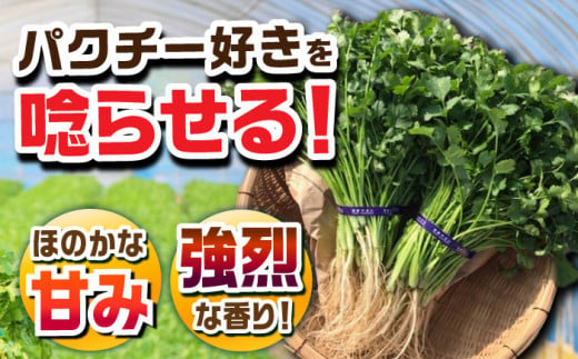 ＜満天☆青空レストランでご紹介＞パクチー好きのためのパクチー 1kg 江口農園[UBF009] 野菜 パクチー 本場のパクチー