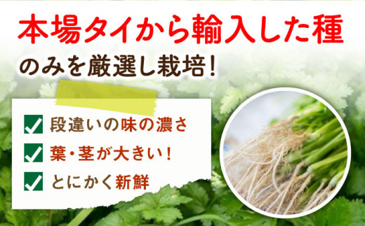 ＜満天☆青空レストランでご紹介＞パクチー好きのためのパクチー 1kg 江口農園[UBF009] 野菜 パクチー 本場のパクチー