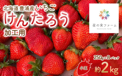 【2025.5月以降順次出荷】北海道 豊浦 いちご 加工用 小粒 けんたろう 250g×8パック 約2kg 【 ふるさと納税 人気 おすすめ ランキング 果物 いちごイチゴ 苺 けんたろう パック おいしい 美味しい 農園直送 採れたて 新鮮 産直 苺 ストロベリー 北海道 豊浦町 送料無料 】 TYUW004