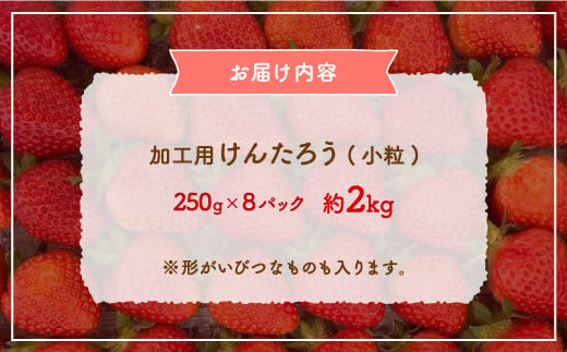 【2025.5月以降順次出荷】北海道 豊浦 いちご 加工用 小粒 けんたろう 250g×8パック 約2kg 【 ふるさと納税 人気 おすすめ ランキング 果物 いちごイチゴ 苺 けんたろう パック おいしい 美味しい 農園直送 採れたて 新鮮 産直 苺 ストロベリー 北海道 豊浦町 送料無料 】 TYUW004