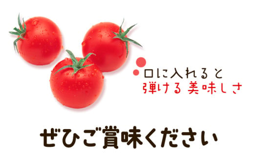 ＜ 先行予約 ＞ 武田さんのミニトマト 3kg 200g × 15パック 《7月中旬‐8月末頃出荷》武田賢一 徳島県 美馬市 ミニトマト 送料無料 野菜 とまと トマト 青果物