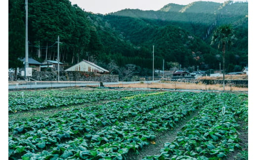 下北春まなの粉末「まなっ娘」50g×3袋　大和の伝統野菜をそのままパウダーにしました | 奈良県  下北春まな 