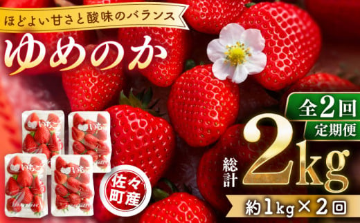 【先行予約・全2回定期便・1,2月発送】佐々町産 いちご 「ゆめのか」約1.0kg （250g×4パック）/回 （総量計2.0kg）【市丸農園 いちご研究室】 [QBF002]