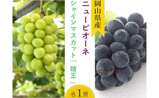 詰合せ ニューピオーネ1房(480g以上)・シャインマスカット「晴王」1房(480g以上) 化粧箱入り