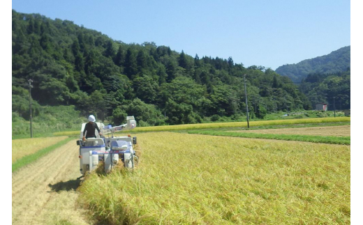 ブランドもち米「 こがねもち 」令和5年産／【精米4kg（2kg×2袋）】コガネモチ 米 お米 こめ 新潟 上越