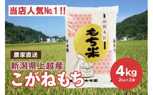 ブランドもち米「 こがねもち 」令和5年産／【精米4kg（2kg×2袋）】コガネモチ 米 お米 こめ 新潟 上越