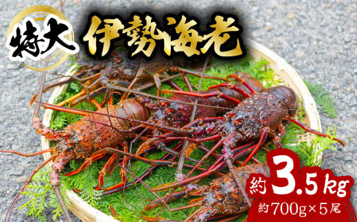 伊勢海老 特大 約3.5kg 約700g×5尾 伊勢えび 伊勢エビ いせえび イセエビ 海老 えび エビ 海鮮 海産物 海の幸 おせち 高級 国産 海鮮 ギフト