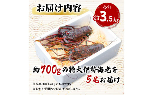 伊勢海老 特大 約3.5kg 約700g×5尾 伊勢えび 伊勢エビ いせえび イセエビ 海老 えび エビ 海鮮 海産物 海の幸 おせち 高級 国産 海鮮 ギフト