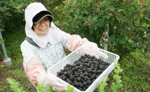 ＜冷凍ブラックベリー1.5kg＞ 高知県 佐川町 フローズン 秀品