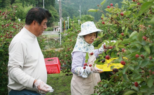 ＜冷凍ブラックベリー1.5kg＞ 高知県 佐川町 フローズン 秀品