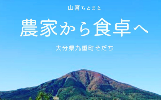 【2024年7月下旬より発送開始】樹上完熟山育ちトマト 約3kg