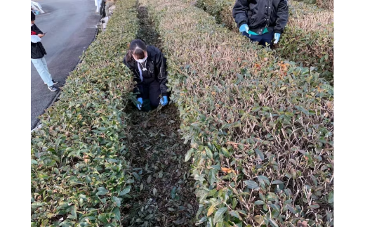 ON-05　高校生が挑戦「茶畑再生プロジェクト」国産茶の実100%オイル　まごころTEAオイル