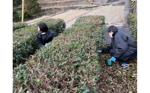 ON-05　高校生が挑戦「茶畑再生プロジェクト」国産茶の実100%オイル　まごころTEAオイル