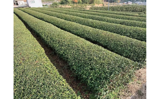 ON-05　高校生が挑戦「茶畑再生プロジェクト」国産茶の実100%オイル　まごころTEAオイル