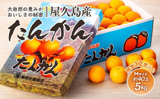 2025年 屋久島産たんかん 約40玉入（約5kg／Mサイズ）＜先行予約／数量限定＞