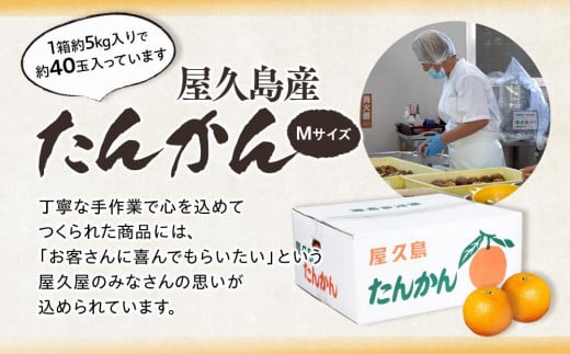 2025年 屋久島産たんかん 約40玉入（約5kg／Mサイズ）＜先行予約／数量限定＞