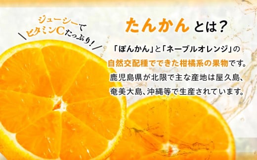 2025年 屋久島産たんかん 約40玉入（約5kg／Mサイズ）＜先行予約／数量限定＞