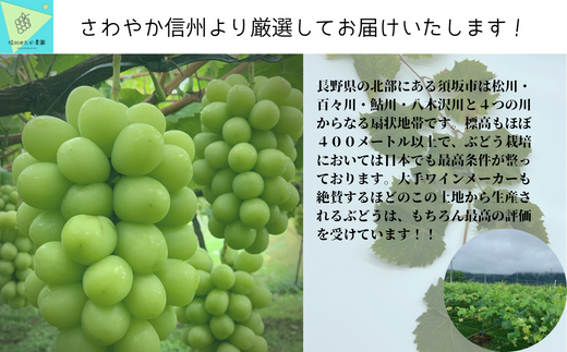 [No.5657-3463]蔵出プレミアム・シャインマスカット1.2kg以上（2房）《信州ゆたか農園》■2023年～2024年発送■※12月中旬頃～1月下旬頃まで順次発送予定 
