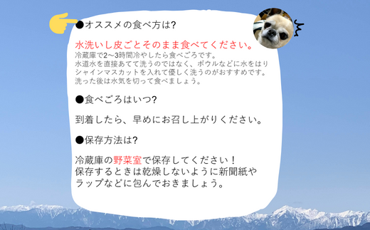 [No.5657-3463]蔵出プレミアム・シャインマスカット1.2kg以上（2房）《信州ゆたか農園》■2023年～2024年発送■※12月中旬頃～1月下旬頃まで順次発送予定 
