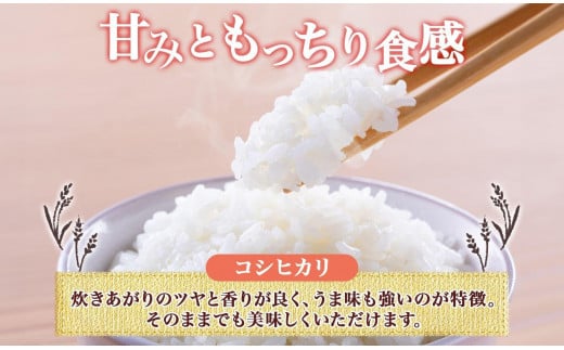 無地熨斗 令和6年産 コシヒカリ 白米 10kg×1袋 長野県産 米 精米 お米 ごはん ライス 甘み 農家直送 産直 信州 人気 ギフト 平林農園 熨斗 のし 名入れ不可 送料無料 長野県 大町市