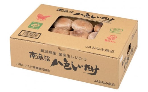 【贈答用】厚いにもほどがある「八色しいたけ」1kg　厳選 大型 肉厚
