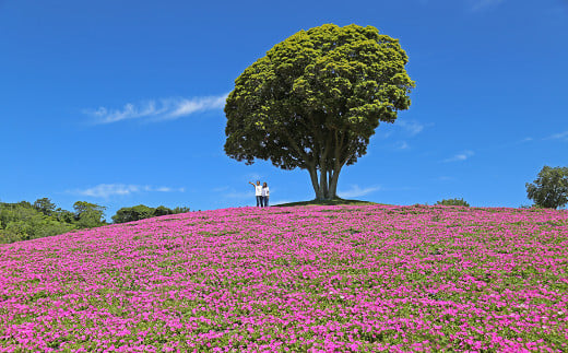 季節を感じる花畑。写真は桃色吐息（ペチュニア）