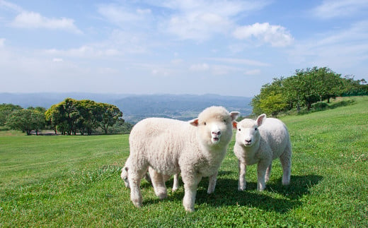 かわいいヒツジたちと絶景