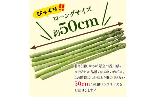 びっくりロ～ングサイズ さぬきのめざめロング約50cm 約2kg【2025-2月中旬～2025-4月下旬配送】