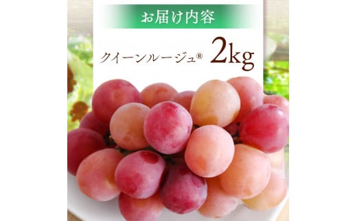 クイーンルージュ® 2kg (3～5房）| 先行 予約 ぶどう 葡萄 希少 品種  赤系 ブドウ 種無し フルーツ 特産品 千曲市 長野県 人気 くだもの おやつ  ながの ちくま