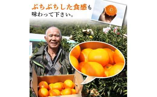 山徳農園「甘平」５kg（数量限定）