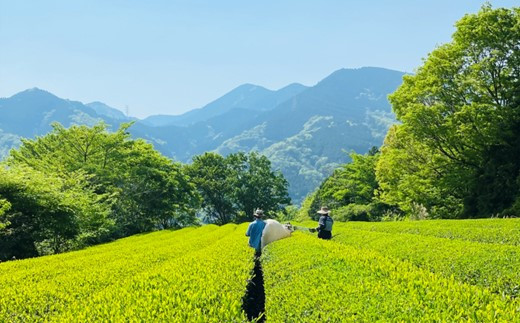 やどりき水源林のお茶（100g×2袋）一番茶使用