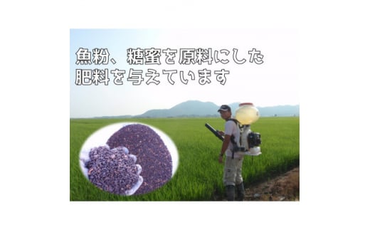 ＜新米＞新潟県弥彦村石井農園　令和6年(2024年)産 コシヒカリ＜玄米 20kg＞【1538645】