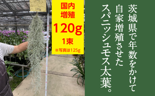 国産スパニッシュモス 太葉 120ｇ 年数をかけて自家増殖させたスパニッシュモス太葉 重120ｇ×1束