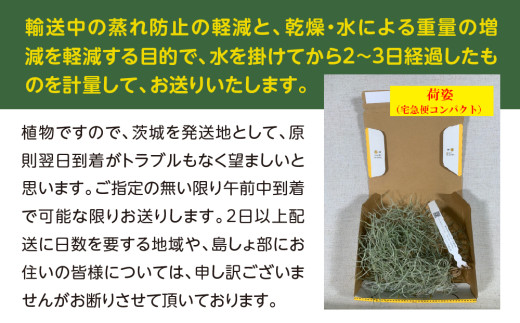 国産スパニッシュモス 太葉 120ｇ 年数をかけて自家増殖させたスパニッシュモス太葉 重120ｇ×1束