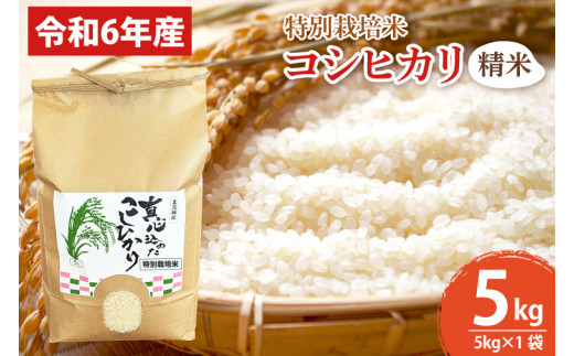 【先行予約】【令和６年産】【数量限定】新米　コシヒカリ精米5kg  特別栽培米(BN004)