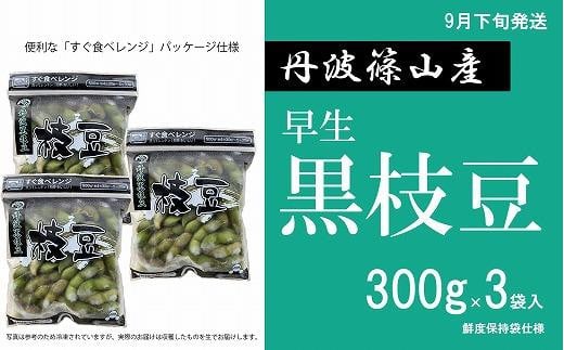 【2025年9月下旬発送】令和7年産 早生丹波黒枝豆300g×3（枝なし）