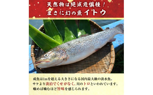 幻の魚 イトウ うす造り 170g 真空冷凍パック 冷凍 お造り 川魚 魚介 魚介類 海鮮 刺し身 お刺身 刺身 おかず おつまみ つまみ お酒のつまみ 酒のつまみ 幻 魚 青森 青森県 鰺ヶ沢町