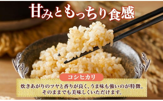 無地熨斗 令和6年産 コシヒカリ 玄米 10kg×1袋 長野県産 米 お米 ごはん ライス 低GI 甘み 農家直送 産直 信州 人気 ギフト 平林農園 熨斗 のし 名入れ不可 送料無料 長野県 大町市